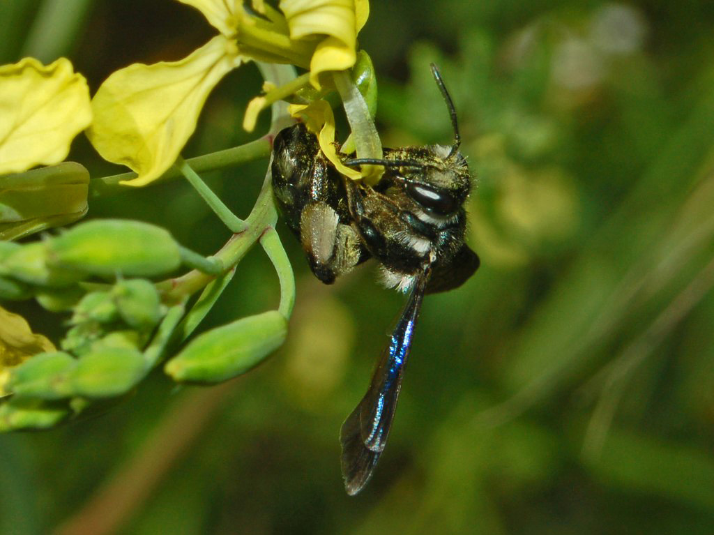 Una vespa tutta nera: Andrena agilissima